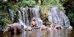 elephantpoolmid.jpg (13321 bytes)